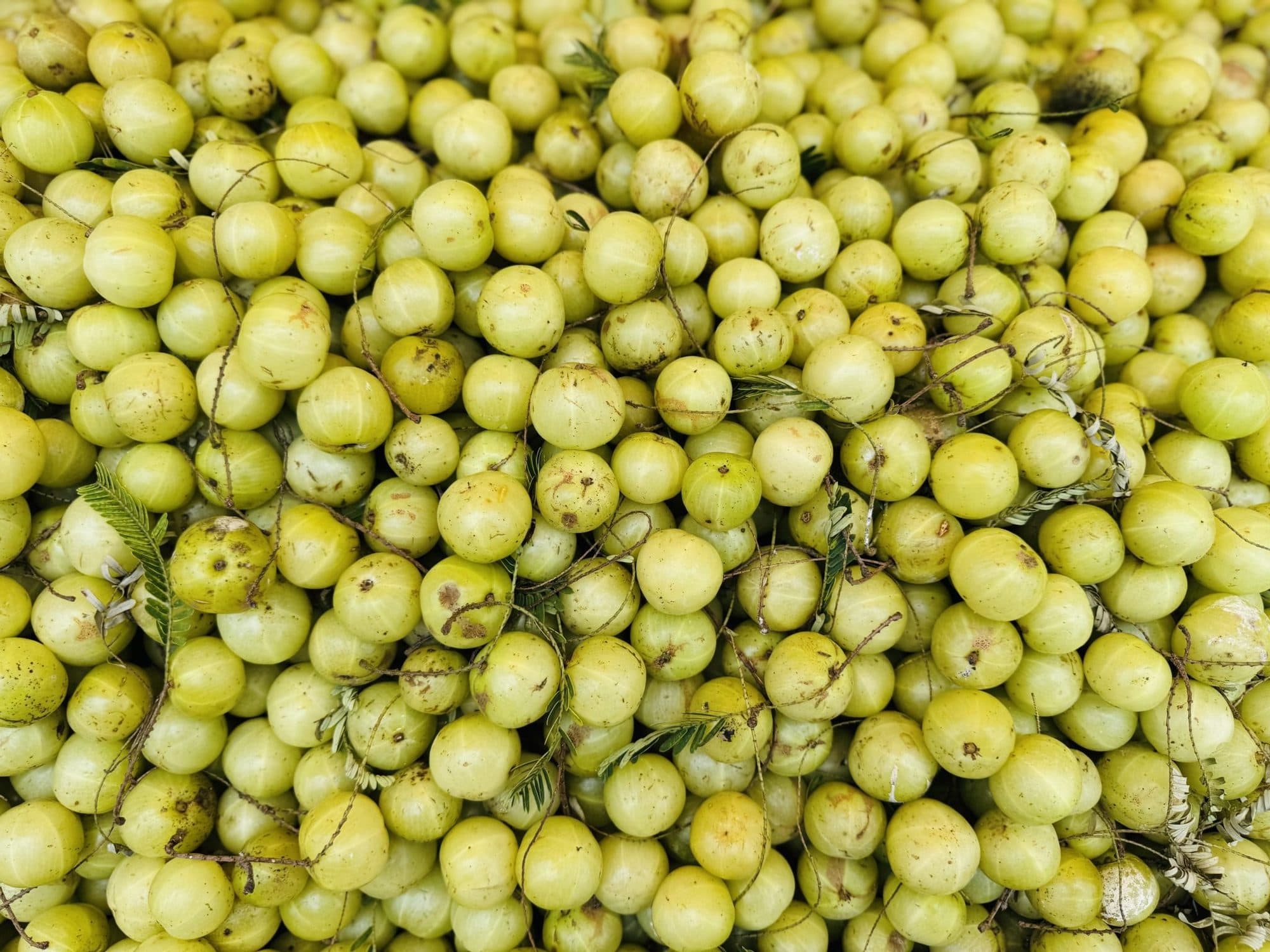 Amla (Phyllanthus emblica)