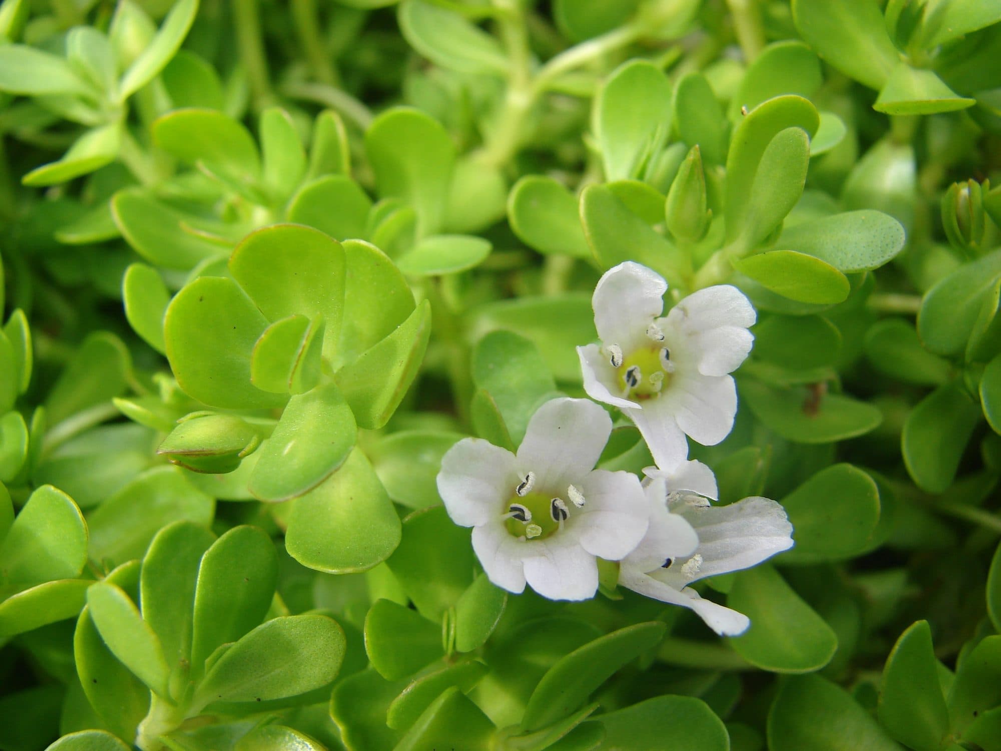 Brahmi (Bacopa monnieri)