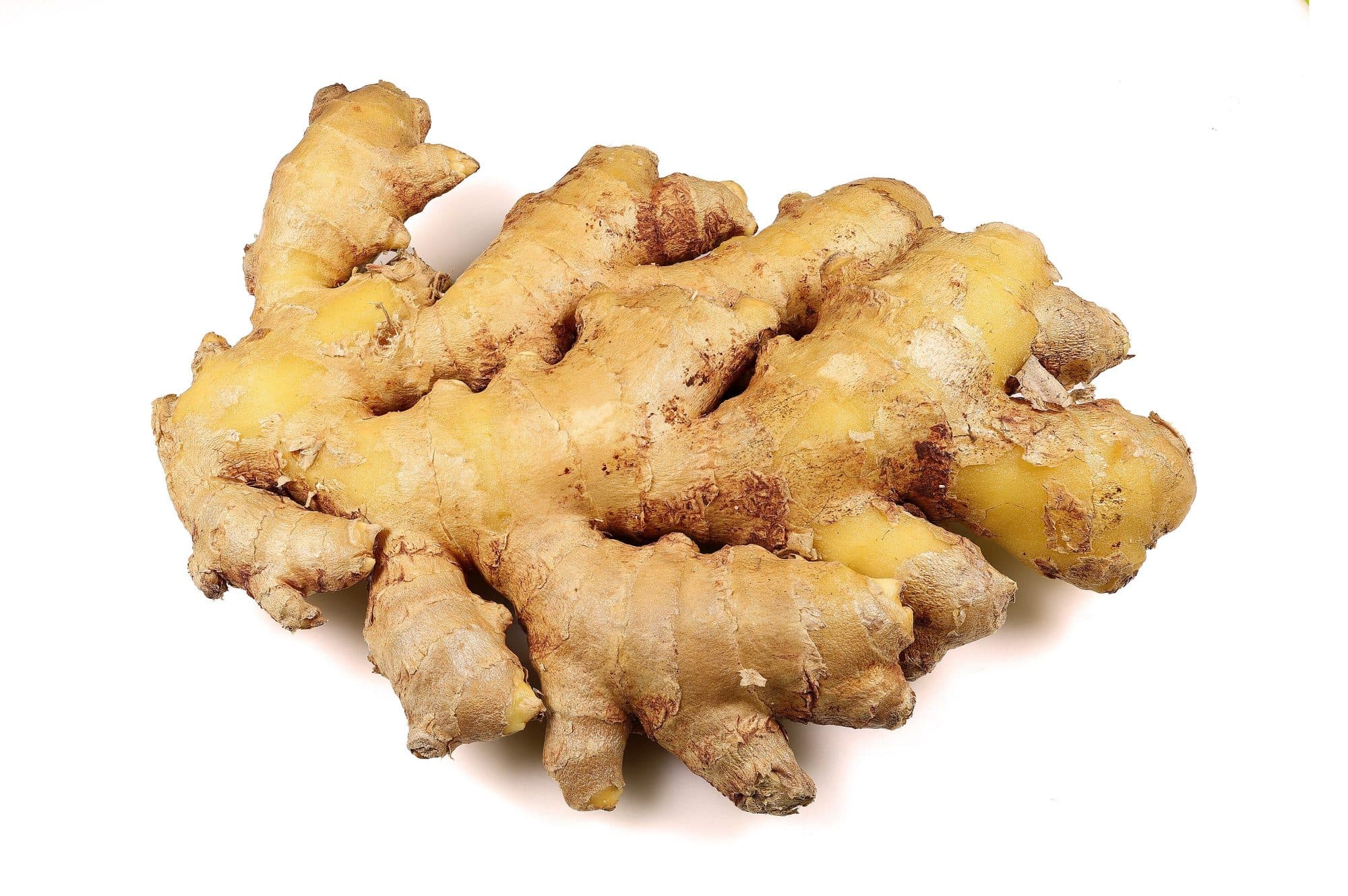 Ginger (Zingiber officinale)