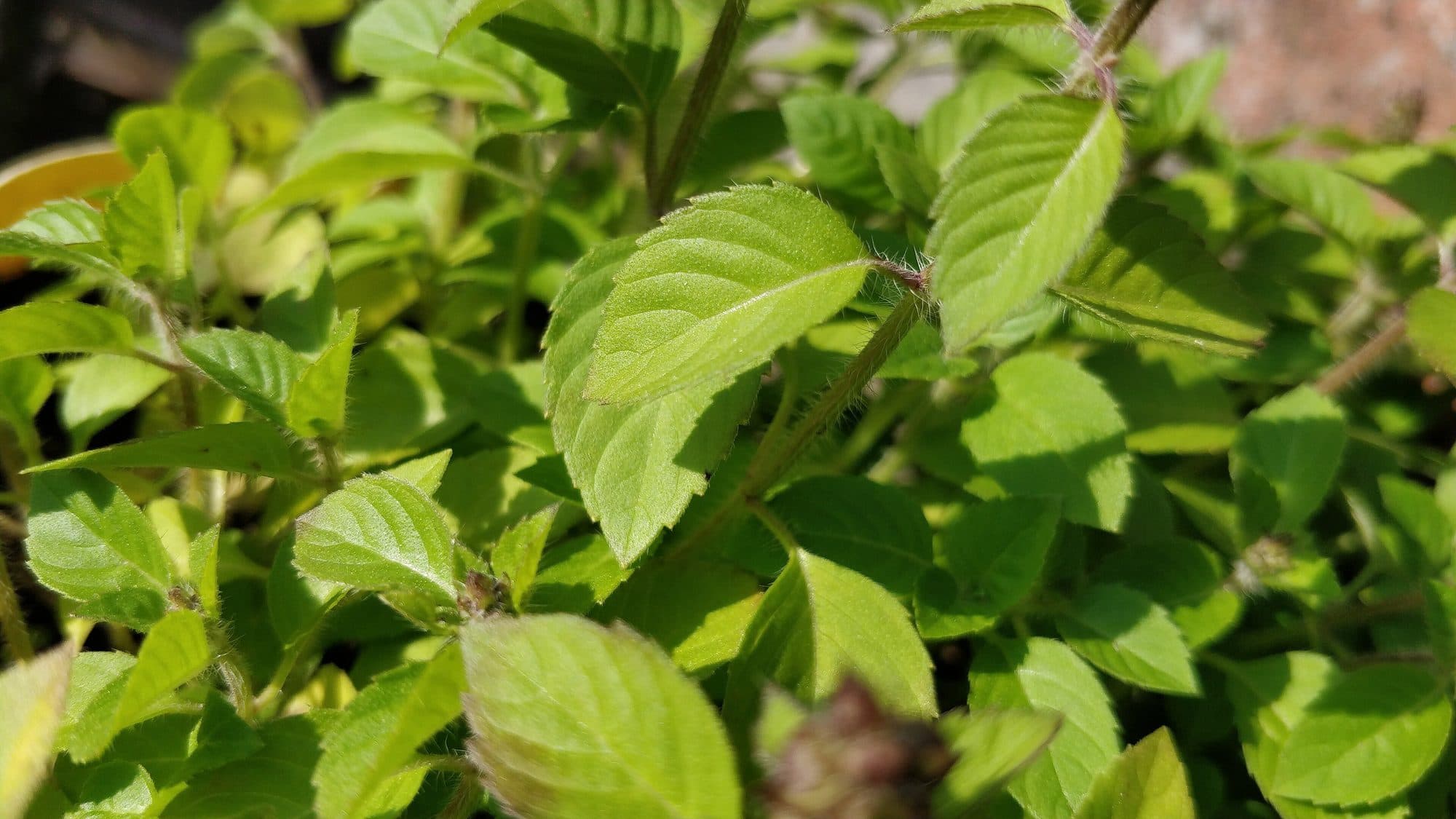 Tulsi (Ocimum tenuiflorum)